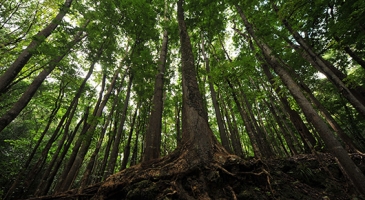 Robust and coordinated action needed to save Asia-Pacific’s forests – new UN FAO report